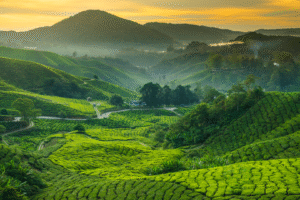 Paysage de plantations de thé en terrasse dans les Cameron Highlands en Malaisie, illuminé par le soleil du matin, idéal pour un voyage organisé avec Colibri Voyage.
