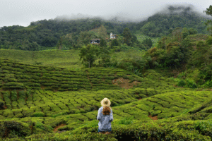 Voyageuse portant un chapeau regardant une plantation de the verdoyante dans les collines de Malaisie, illustrant un voyage organise avec Colibri Voyage.