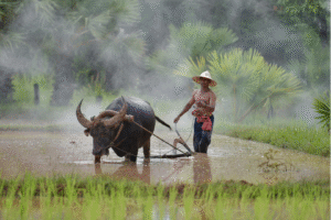 Paysans malais labourant un champ avec un buffle d'eau sous un chapeau traditionnel, illustrant un voyage organise avec Colibri Voyage.