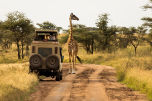 Girafe marchant sur une piste de safari à côté d’un 4x4 dans la savane africaine, scène typique d’un voyage ou d’un voyage organisé au Kenya ou en Tanzanie.