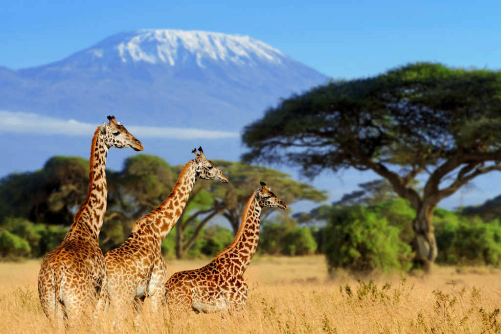 Girafes et Kilimandjaro – Safari Tanzanie / Kenya Trois girafes marchant dans la savane avec le mont Kilimandjaro en arrière-plan, scène typique d’un safari en Tanzanie ou au Kenya.