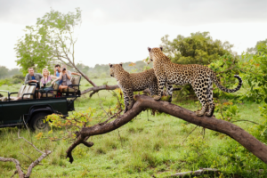 Deux léopards perchés sur une branche observés par des voyageurs en 4x4 lors d’un safari au Kenya ou en Tanzanie.